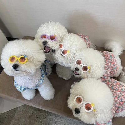 Gafas de Sol Lindas para Mascotas - Accesorios Fotográficos - Image 15
