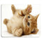 Cat09