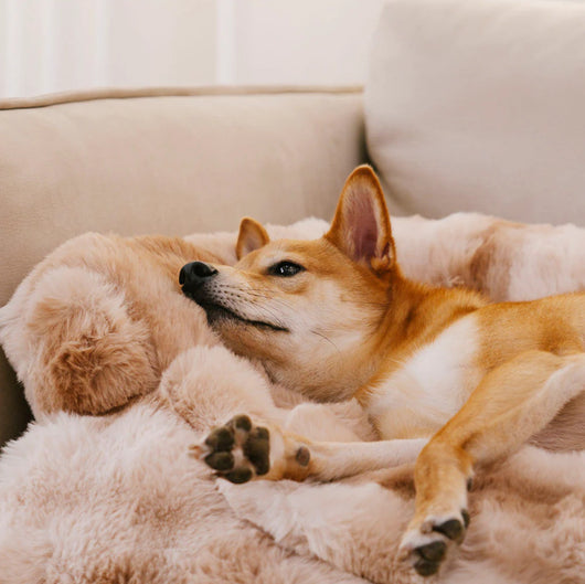 Sofá Cama Desmontable para Mascotas con Cojín Lavable - Image 18