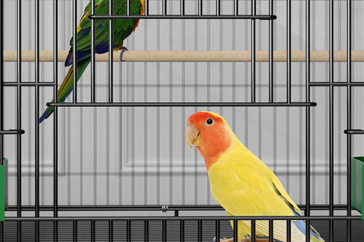 Black double-layer metal bird cage with multiple perches, green food/water dishes, and toys, housing several colorful birds. - Image 6