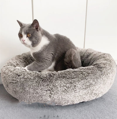 Arena para Gatos Aglomerante Premium - Comodidad Invernal - Image 8
