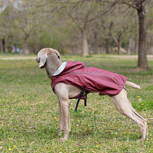 Impermeable para Mascotas Talla Mediana y Grande - Portátil y Universal - Image 11