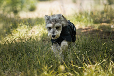 Poncho Impermeable Universal para Perros Pequeños y Medianos - Image 21