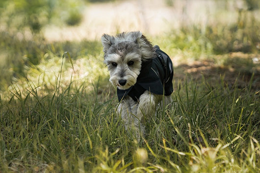 Poncho Impermeable Universal para Perros Pequeños y Medianos - Image 21
