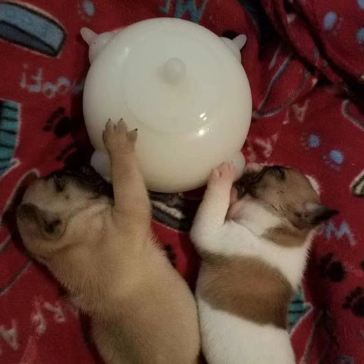 Comedero Automático con Botella Burbujeante para Perros - Image 3