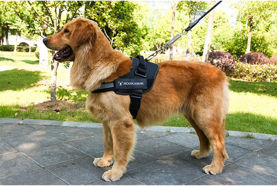 Arnés Pectoral para Perros de Tela Oxford - Image 13