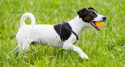 Juguetes Interactivos para Perros - Pelotas de Látex con Sonido Chirriante y Textura Espinuda - Image 9