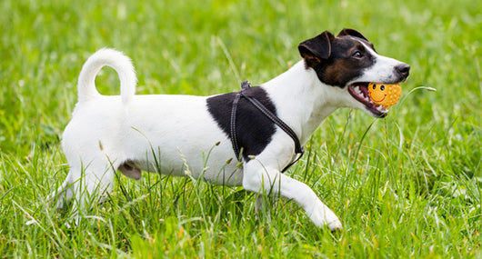 Juguetes Interactivos para Perros - Pelotas de Látex con Sonido Chirriante y Textura Espinuda - Image 9