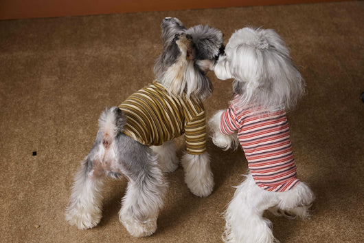 Camiseta Interior Ajustada para Perros Maltés y Schnauzer - Tejido Hipoalergénico - Image 4