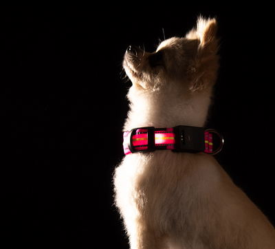 Collar Inteligente para Mascotas con Fibra Óptica, Impermeable y Carga Magnética - Image 25