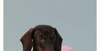 Chaleco sin Mangas para Perro Pequeño Rayas Rojo - Image 10