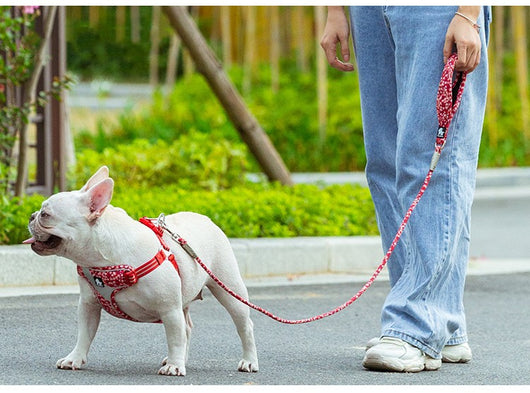 Cuerda de Paseo Floral para Perros con Asas de Mano - Image 3