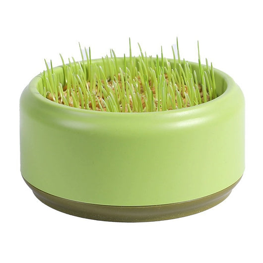 Pasto para Gatos Hidropónico sin Tierra en Maceta - Image 4
