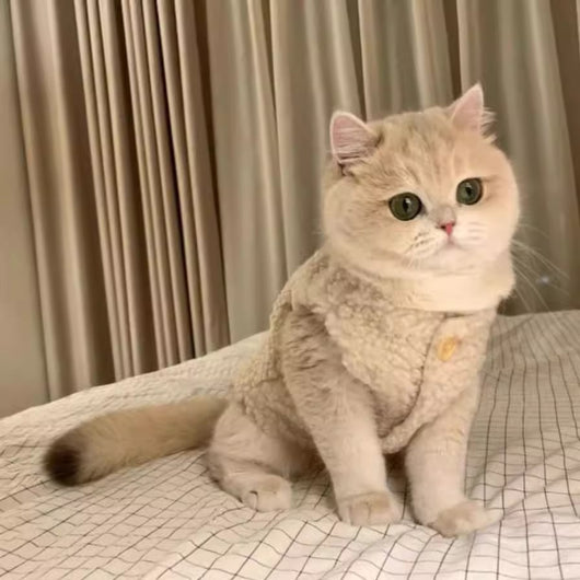 Chaleco Abrigador de Lana de Cordero para Gatos - Diseño Cálido e Adorable - Image 16