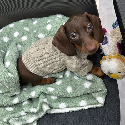 Ropa de Abrigo para Mascotas - Colección Otoño Invierno - Image 8
