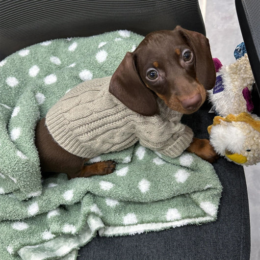 Ropa de Abrigo para Mascotas - Colección Otoño Invierno - Image 8