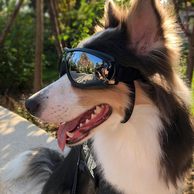 Gafas de Protección UV para Perros - Diseño Cóncavo Resistente al Agua - Image 4