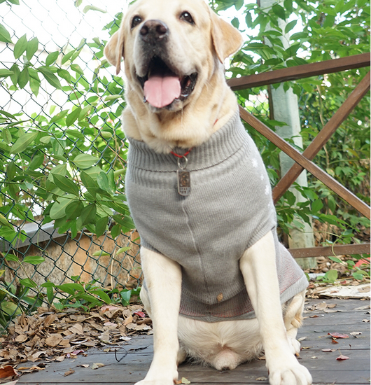 Suéter Cálido de Algodón para Perros - Abrigo Otoño e Invierno - Image 11