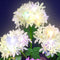 Hortensia Blanco