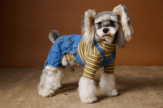 Ropa de Invierno para Perros Pequeños - Jeans Acolchado Térmico - Image 23