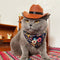 Sombrero Vaquero Decorativo para Gatos