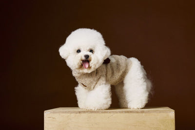 Chaleco Tejido para Perros Schnauzer y Bichón - Diseño 3D con Orejas - Image 6