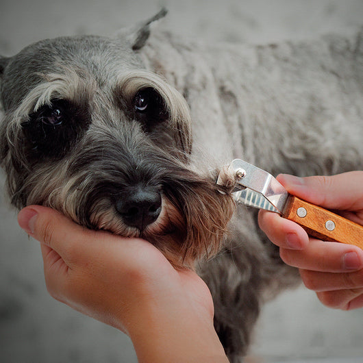 Peine Rastrillo Desmatrante para Perros - Image 12