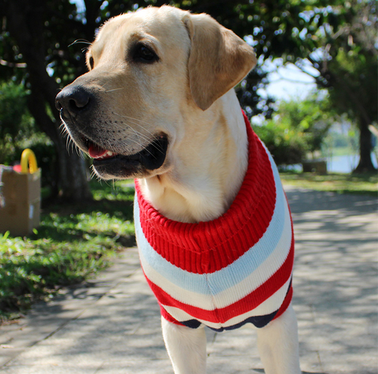 Suéter Cálido de Algodón para Perros - Abrigo Otoño e Invierno - Image 7
