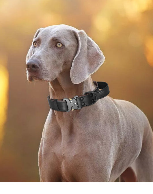 Arnés de Cuero Resistente con Cuerda de Tracción para Perros Grandes - Image 14