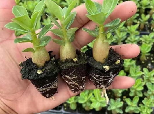 Rosal del Desierto en Maceta - Flores Perennes de Cuatro Estaciones - Image 10