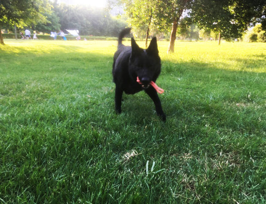 Telescopic dog teasing rod toy with black foam grip and multiple colorful rope attachments, including a carrying bag. - Image 23