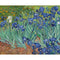 Color 7 40 X 50