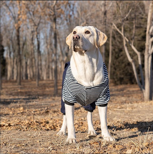 Ropa para Perros Grandes - Colección Año Completo Talla Mediana-Grande - Image 16