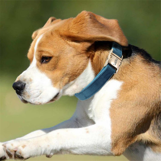 Collar Antipérdida para Perros Grandes con Grabado Personalizado