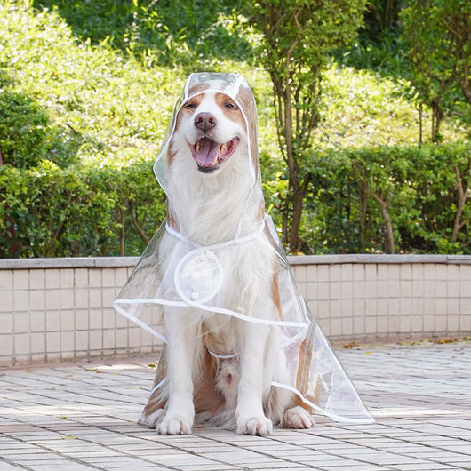 Impermeable Transparente para Perros Pequeños y Medianos con Capucha - Image 9