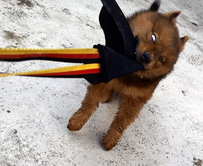 German Shepherd holding a black leather dog bite rag with a red, yellow, and black striped handle. - Image 7