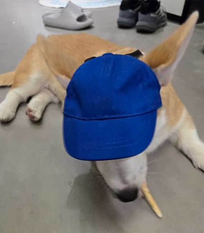 Gorra Protectora Solar Ajustable para Mascotas con Orejas Descubiertas - Image 11
