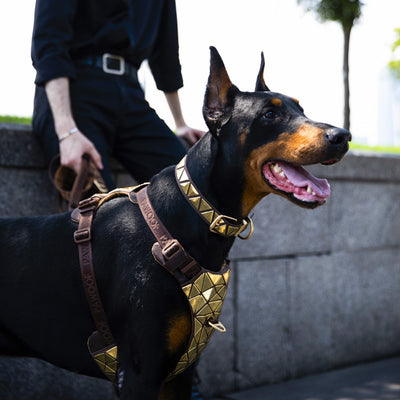 Arnés de Tracción para Perros con Chaleco Dorsal - Image 15