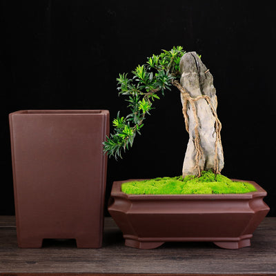 Macetero Rectangular Grande para Balcón y Terrazas
