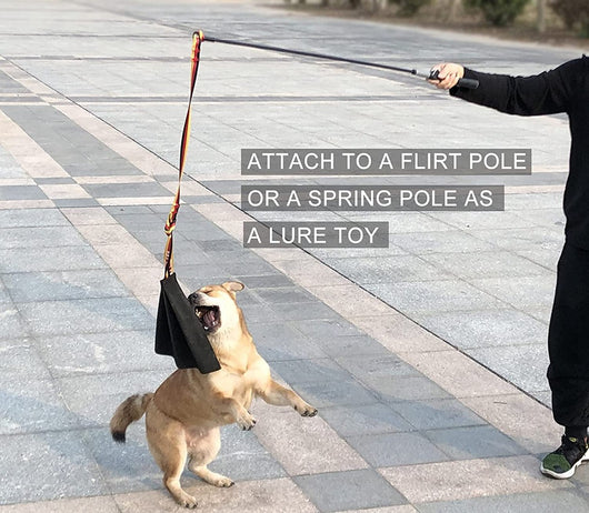 German Shepherd holding a black leather dog bite rag with a red, yellow, and black striped handle. - Image 16
