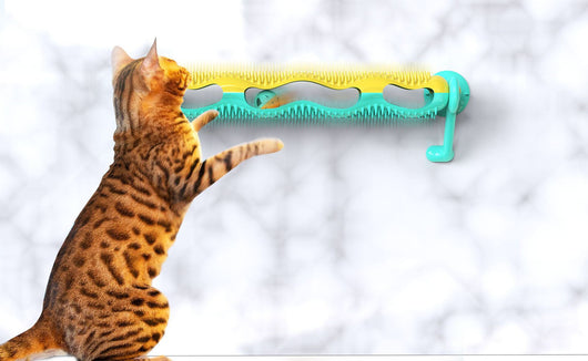 Grey tabby kitten playing with a yellow and teal wall-mounted cat toy featuring a track with rolling balls. - Image 9