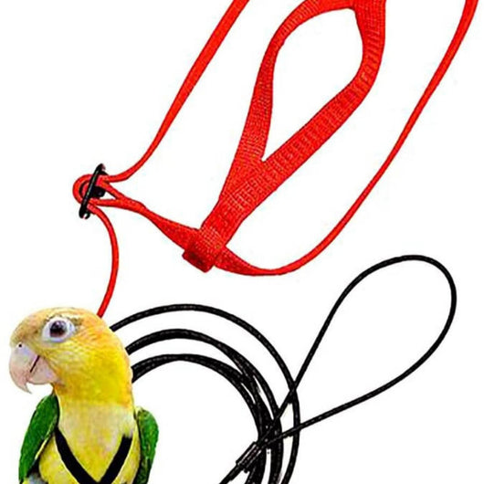 Red bird harness with a black leash shown on a yellow and green parrot. - Image 9