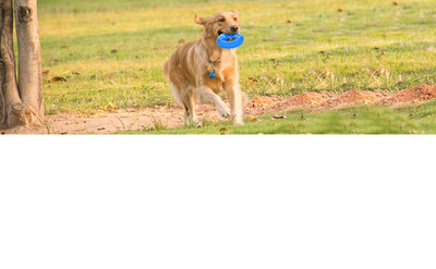 Juguete Refrigerante para Perros y Cachorros con Compartimento para Premios - Image 14