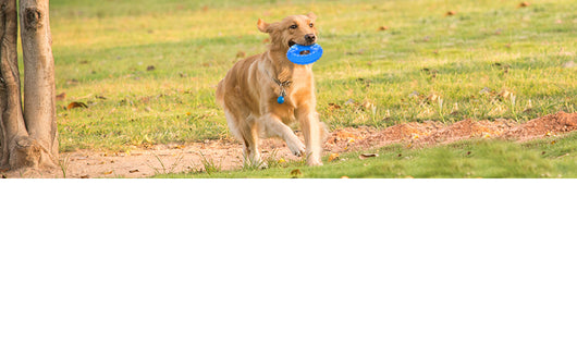 Juguete Refrigerante para Perros y Cachorros con Compartimento para Premios - Image 14