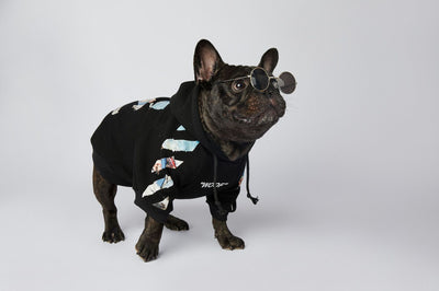 Ropa de Moda para Schnauzers - Colecciones Exclusivas - Image 23