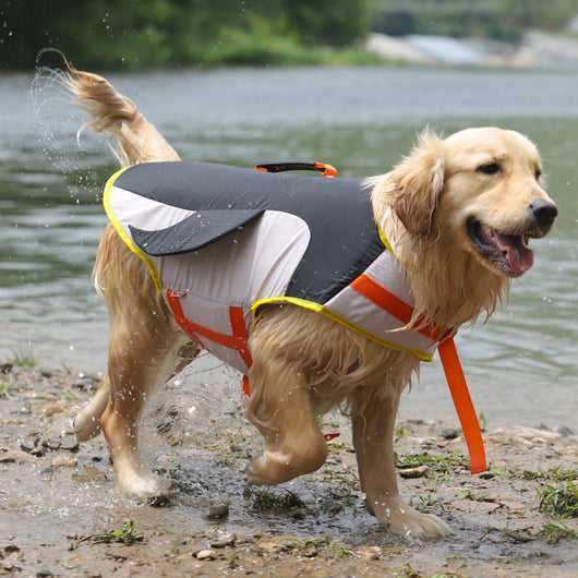 Ropa de Verano para Perros Corgi y Golden Retriever - Image 8