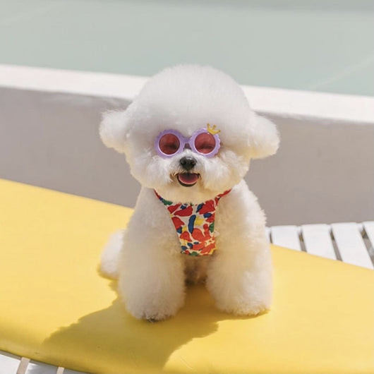 Gafas de Sol Lindas para Mascotas - Accesorios Fotográficos - Image 8