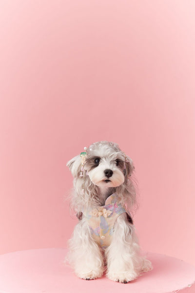 Chaleco Cheongsam Estilo Neo-Chino para Mascotas Pequeños - Schnauzer y Bichón - Image 45