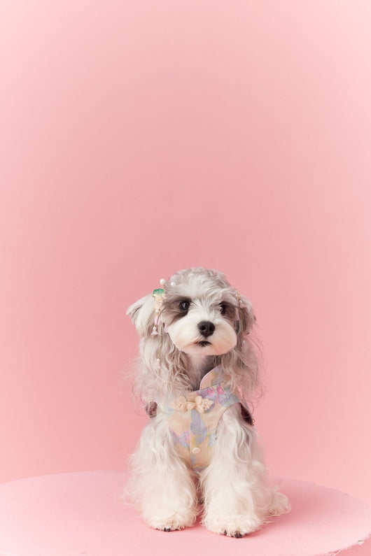 Chaleco Cheongsam Estilo Neo-Chino para Mascotas Pequeños - Schnauzer y Bichón - Image 45