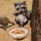 Mapache